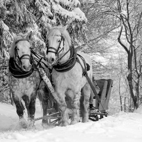 Pferdekutschenfahrt im Winter - pure Winterromantik